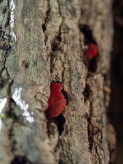 Crepidotus cinnabarinus