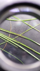 Carex billingsii