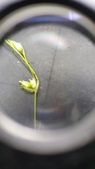 Carex billingsii