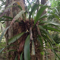 Maxillaria hedwigiae