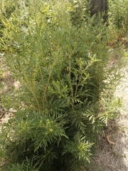 Ambrosia artemisiifolia