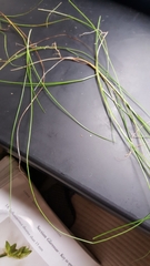 Carex billingsii