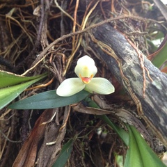 Maxillaria hedwigiae