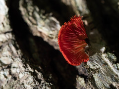 Crepidotus cinnabarinus
