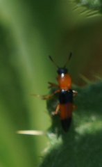 Languria trifasciata