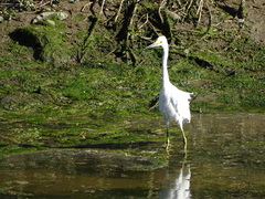 Egretta thula