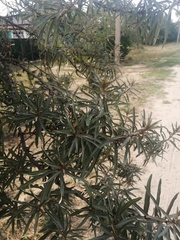 Hippophae rhamnoides