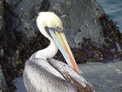 Pelecanus thagus