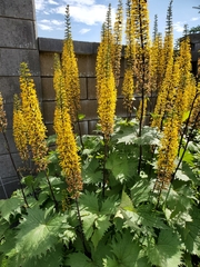 Ligularia stenocephala