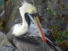Pelecanus thagus