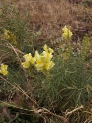 Linaria vulgaris