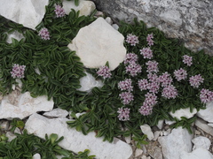 Valeriana supina