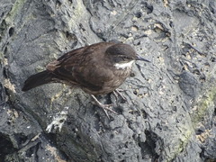 Cinclodes nigrofumosus