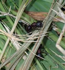 Camponotus novaeboracensis