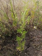 Ambrosia artemisiifolia