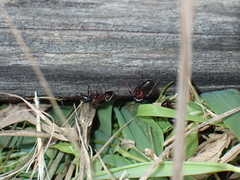 Camponotus novaeboracensis