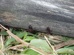 Camponotus novaeboracensis