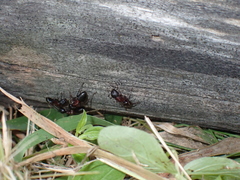 Camponotus novaeboracensis