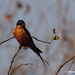 Rufous-chested Swallow - Photo (c) Johann du Preez, some rights reserved (CC BY-NC-ND)