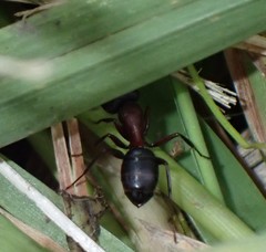 Camponotus novaeboracensis