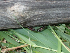 Camponotus novaeboracensis