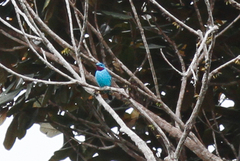 Cotinga cayana