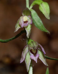 Epipactis placentina