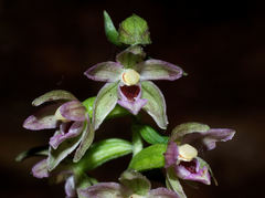 Epipactis placentina