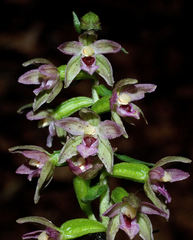 Epipactis placentina