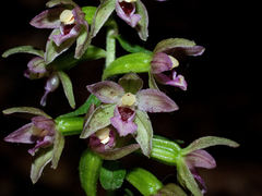 Epipactis placentina