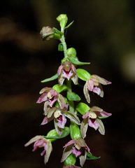 Epipactis placentina