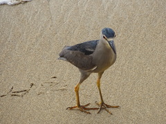 Nycticorax nycticorax