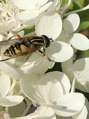 Helophilus pendulus