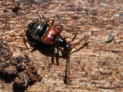 Tyrus mucronatus
