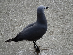 Leucophaeus modestus