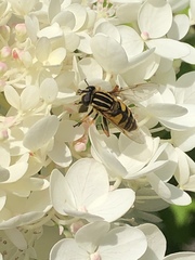 Helophilus pendulus