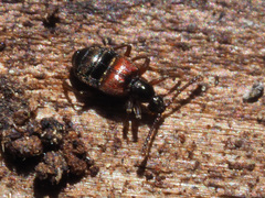 Tyrus mucronatus
