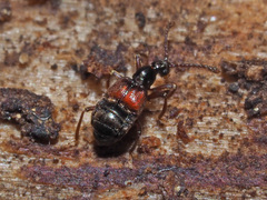Tyrus mucronatus