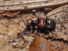 Tyrus mucronatus