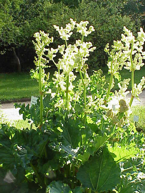 Ruibarbo chino