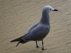 Leucophaeus modestus