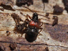Tyrus mucronatus