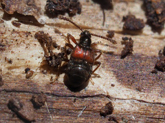 Tyrus mucronatus
