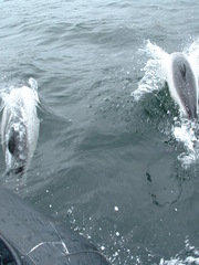 Cephalorhynchus commersonii