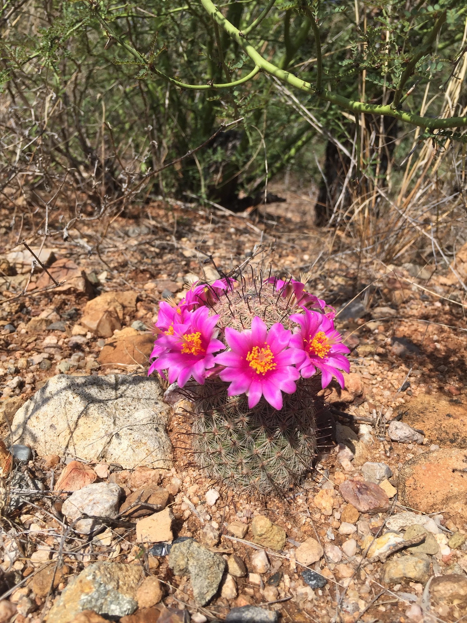 Photos of Graham's fishhook cactus (Mammillaria grahamii) · iNaturalist
