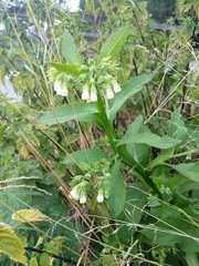 Symphytum officinale