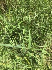 Panicum hemitomon