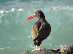 Haematopus ater
