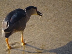 Nycticorax nycticorax