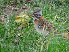 Zonotrichia capensis